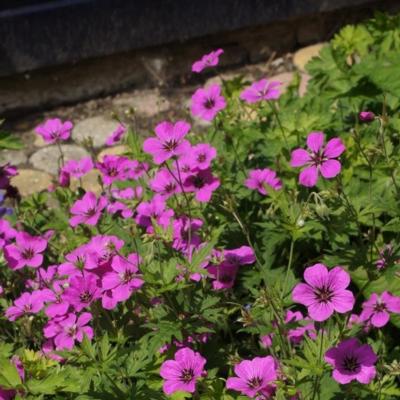 Geranium 'Patricia'